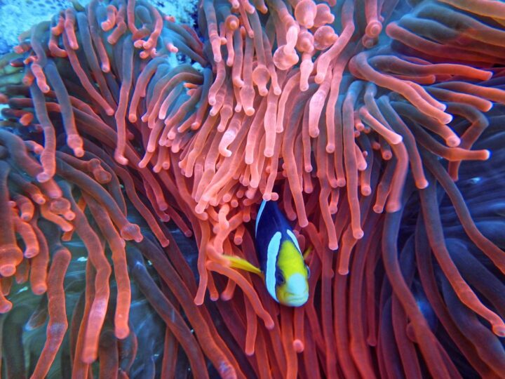 Acuario de Gnova